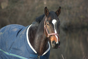 pferd 04