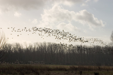 vogelschwarm 01