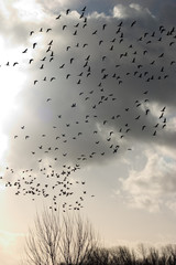 vogelschwarm 03