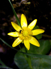 étoile jaune