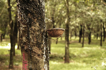 rubber tree plantation in vietnam