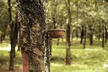 Wandcirkels tuinposter rubber tree plantation in vietnam © TMAX