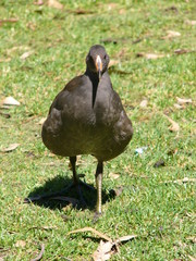 native hen