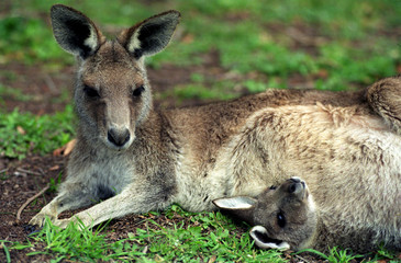 Naklejka na ściany i meble kangourou et petit