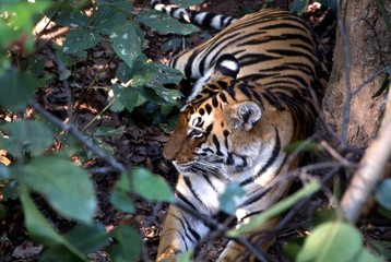 tigre khana national park