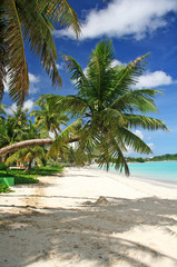 Fototapeta na wymiar Guam Kokosowe drzewo wygięte