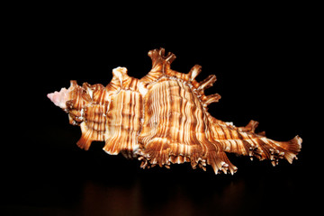 guam tiger seashell