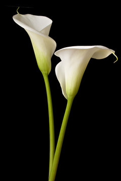 Fototapeta calla lilies 2