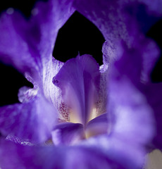 royal iris 2