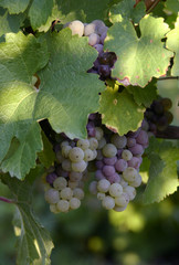 grapes in a vineyard 3
