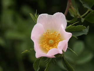 rosal silvestre