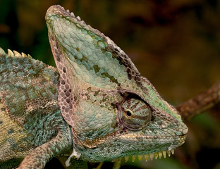 chameleon head shot. © Keith Naylor