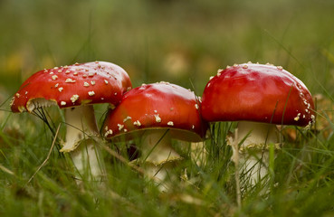 mushrooms