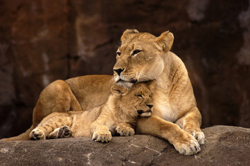 animal - african lion (panthera leo krugeri)