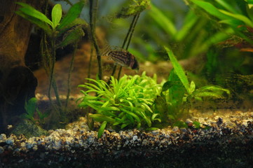 aquarium