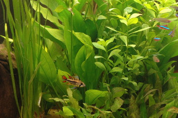 aquarium plantes et poissons