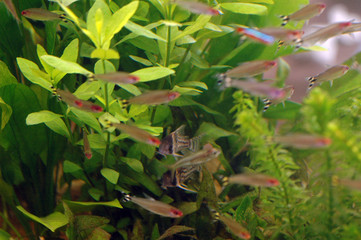 aquarium plantes et poissons