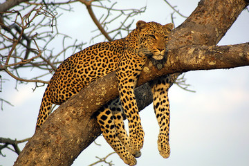 lazy lounging leopard