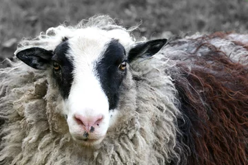 Plaid mouton avec photo Moutons mouton