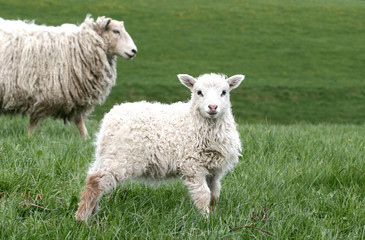 sheep