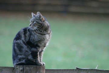 hauskatze auf einem holzzaun