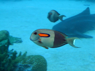 Fototapeta na wymiar surgeonfish