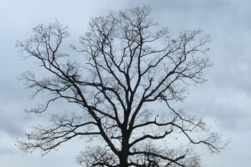 Fototapeta na wymiar haunted tree