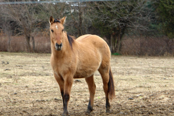 Fototapeta premium winter horse