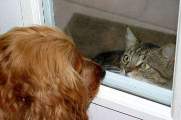 comme chien et chat