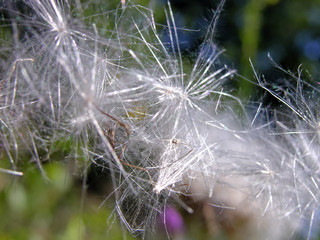 thistle seeds