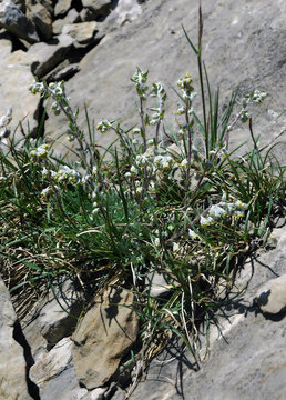 g&eacute;n&eacute;pi