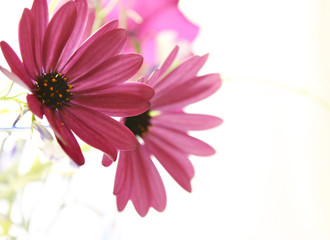 flowers1