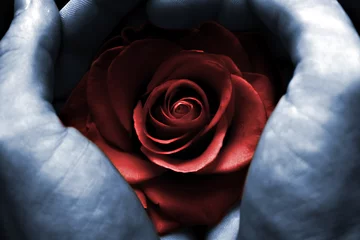 Crédence de cuisine en verre imprimé Roses red rose