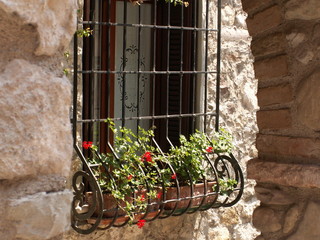 flowers in the window - 230187