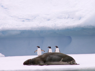 manchots papous et phoque