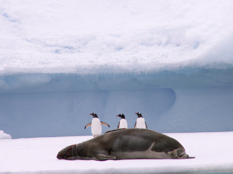 manchots papous et phoque