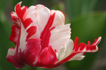 Tulpe weiß-rot