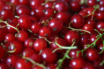 rote johannisbeeren