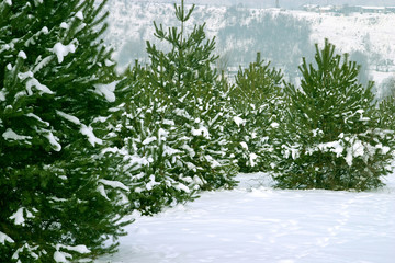 christmas trees 1