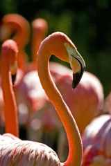 Afwasbaar Fotobehang Flamingo flamingo
