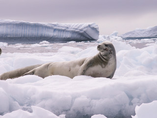 phoque et icebergs © Pascaline DANIEL