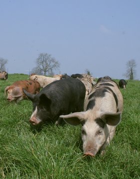 three pigs running