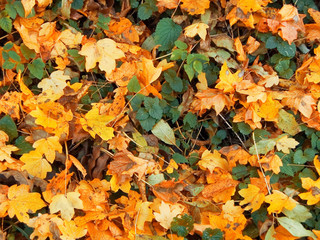 texture of autumnal leaves
