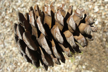 old pine cone