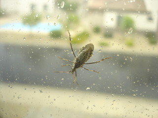  bug on window glass