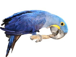 hyacinth macaw