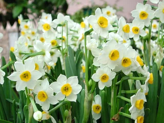 Cercles muraux Narcisse jonquilles