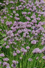 blühender schnittlauch