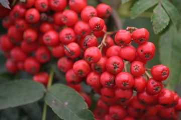 vogelbeeren