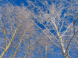 trees under the hoar-frost